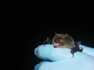 South Dakotans condemn endangered species rule change as state government takes no position