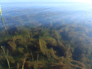 South Dakota’s water quality reports grow more polished and less honest