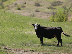 Cattle producers cope with ‘gut-wrenching’ losses from July heat wave