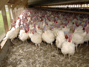Avian flu affects 77,700 South Dakota birds, raising state’s four-year outbreak total to 8.1 million