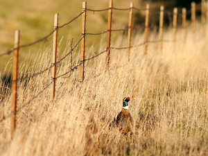 South Dakota’s own tradition fades amid success of nonresident pheasant hunting
