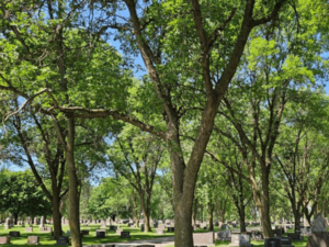 Milbank goes out on a limb to save ash trees from invasive beetle