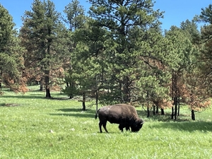 Woman killed by bison in South Dakota’s Custer State Park, weeks after another visitor was injured