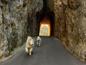 South Dakota’s southern Black Hills mountain goats face an uncertain future
