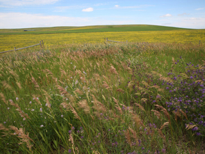 Sometimes the best crop is grass