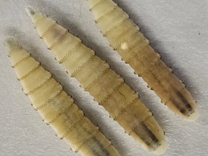 No immediate threat of New World screwworm affecting South Dakota, state vet says