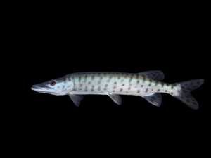 South Dakota wildlife officials try to let anglers keep large muskies, but anglers say no thanks