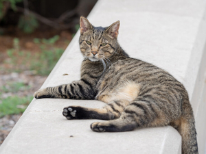 ‘So freaking cute’: Supporters pitch Cameron the Capitol Cat statue outside Nebraska State Capitol