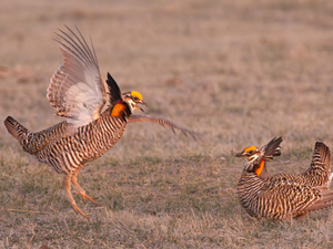 Nearly $19M to help save Nebraska prairie, state bird, dancing chickens 