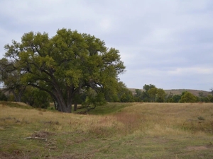 The Great Plains face a surprising threat: Too many trees
