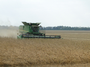 How soybeans took over the American diet – without anyone noticing