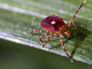 Arkansas’ tick season appears worse than usual, state public health veterinarian says