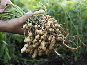 Arkansas offering $5M loan to Jonesboro peanut processing facility