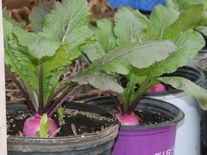 These 61 organizations will receive $3.5M in Illinois local food grants