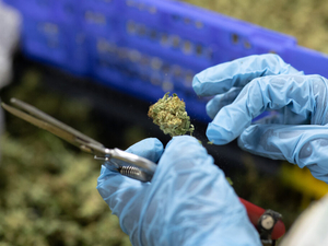 Reclassifying medical marijuana is long overdue, but it’s not enough