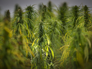 Hemp can be a winner for KY. But it needs legislative stability.