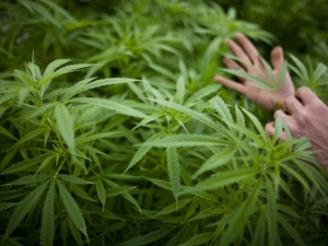 GOP leader says KY agencies that go along with medical cannabis order ‘should be prosecuted’