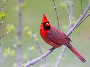 Nonprofit launches Eastern Kentucky birding ‘hotspots’ to encourage bird documentation