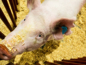 I went on a quest to find the cutest animal at the Kentucky State Fair 