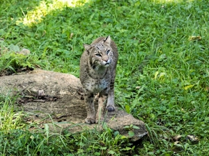 KY legislators legalized hunting bobcats at night. Experts worry about ‘overharvesting.’