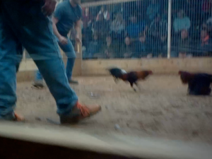 Feds take on Kentucky cockfighting with multiple indictments