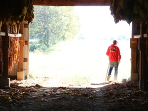 Kentucky agriculture has moved beyond tobacco. Some wonder what’s been lost. 