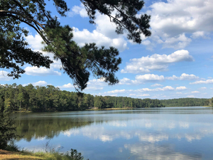 Environmental groups seek to block oil and gas drilling in Conecuh National Forest