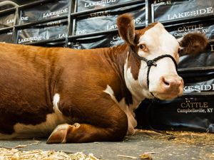 Trump’s beef import plan draws criticism from Alabama organizations, politicians