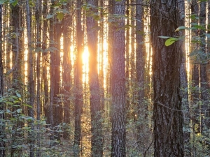 SC agency considers entering the carbon business to improve state forests