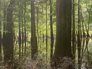 Celebrating Congaree: 50 years in the life of a forest