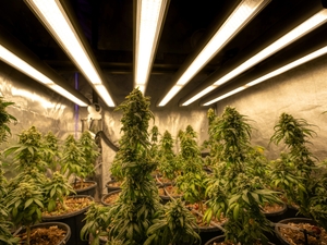 One year on, Delaware’s marijuana industry continues to face obstacles, debate