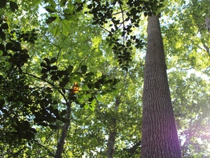 Should Sussex County prevent developers from cutting down trees?