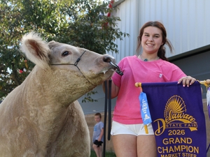 Goose the grand champion steer makes hay out of his time at the Delaware State Fair