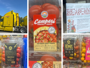 ICE and Border Patrol Are Picking Off These Tomato Plant Workers