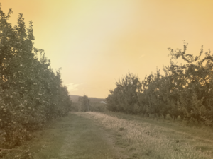 ‘I Got Scared to See My Coworker Like That’: New York Farmworkers Labor Through Extreme Heat