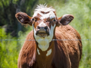 Vermont farmers feel impacts of staffing cuts at USDA