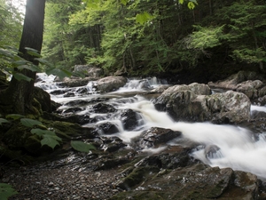 Thousands of acres conserved in Woodbury, where family plans to sustainably log for generations