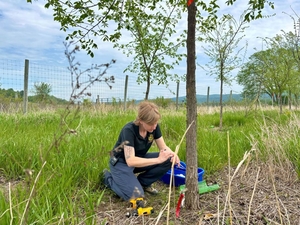 Researchers at Vermont orchard work to bring back the American elm tree in New England