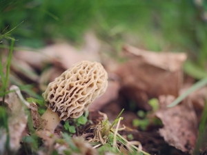 May the lucky find morel mushrooms in Vermont