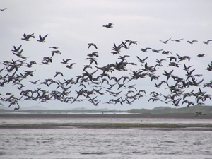 Ruling overturns land trade in Alaska wildlife refuge, casts doubt on road plan