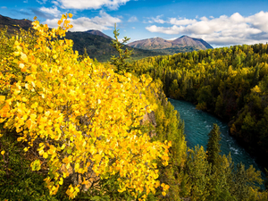 Two Kenai dog walkers plead guilty in Alaska federal court to disrupting fur trapper