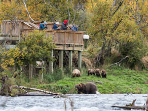 The state of Alaska has been killing bears for 20 years. Where’s the outrage?