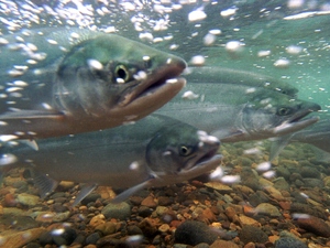 Bill introduced by Alaska’s Murkowski aims to promote use of eDNA analysis in fishery management