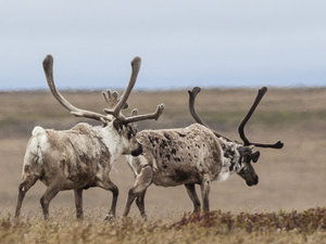 Arctic Alaska oil and gas lease sale draws record bidding, despite legal clouds