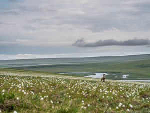 Under new agreement, federal government limits obstacles to oil leasing in Alaska’s Arctic refuge
