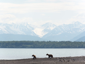 After legal challenge, Alaska judge approves state’s revised bear cull in Southwest Alaska