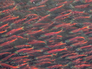 Alaska’s Bristol Bay salmon return about average this year, with higher prices paid to fishers