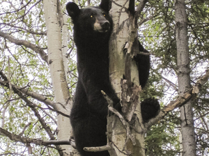 Alaska state legislator chases bear away from fellow lawmaker outside state Capitol