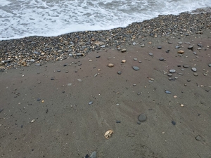 Algal toxins emerge as a new concern in Alaska’s Northern Bering Sea