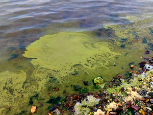 In Kachemak Bay, Kotzebue and beyond, Alaskans are on the lookout for harmful algae blooms
